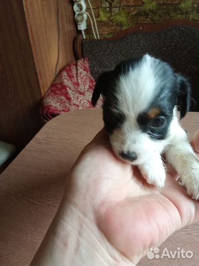 Щенки Джека Рассела