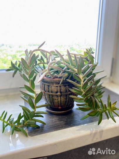 Седум моргана