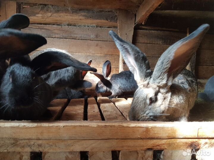 Бельгийские Великаны (Фландр)