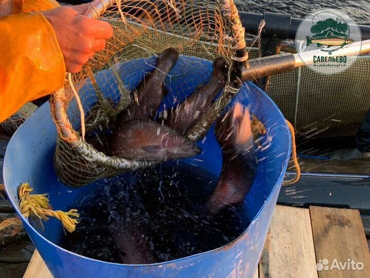 Свежая рыба, Форель охлажденная / от Производителя