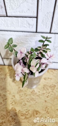 Каллизия бьянка, еллоу