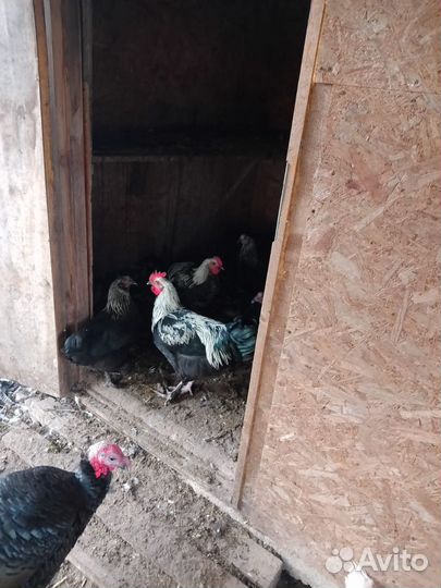 Петухи маран серебро