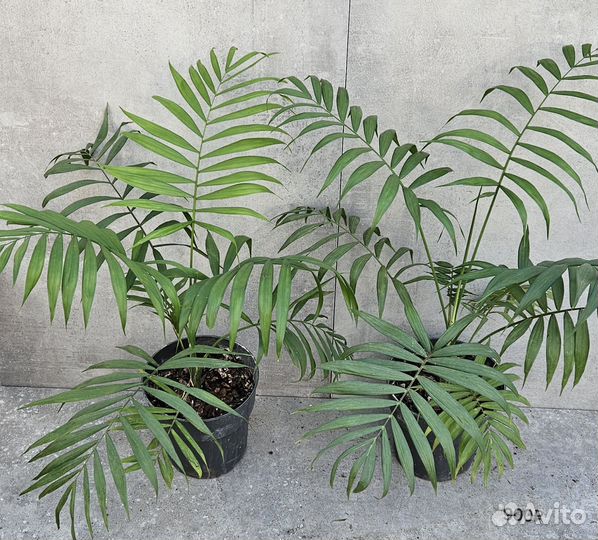 Пальма Хамедорея