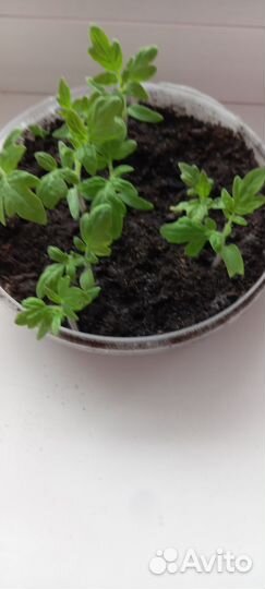 Рассада томатов