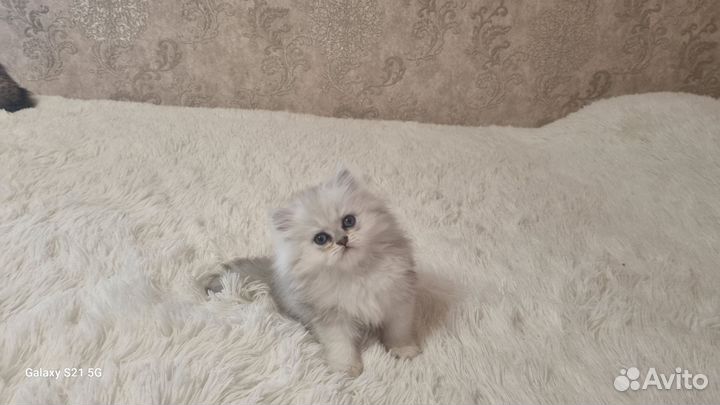 Британский-длинношерстный котик