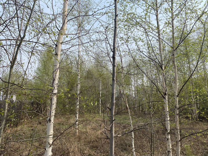 Участок 6,9 сот. (СНТ, ДНП)