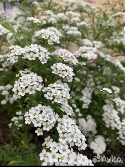 Спирея серая грефшейн саженцы