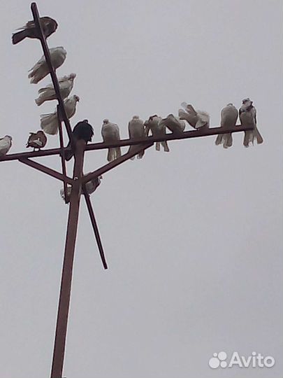 Голуби брянские высоколетные турманы