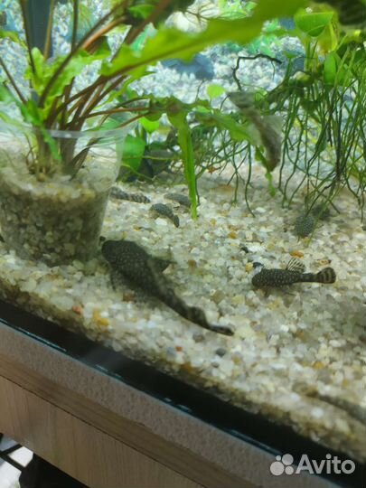 Аквариумные рыбки, растения