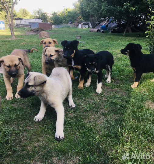 Щенки в добрые руки