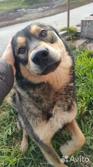 Собака в добрые руки