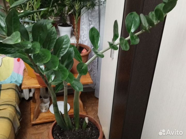 Замиокулькас зензи жук