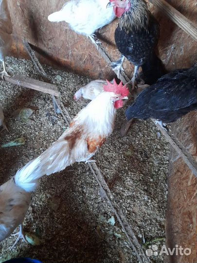 Продаю молодых петухов