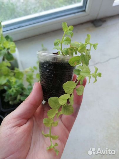 Вербейник монетчатый