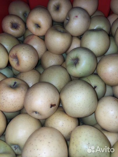 Яблоки осенние