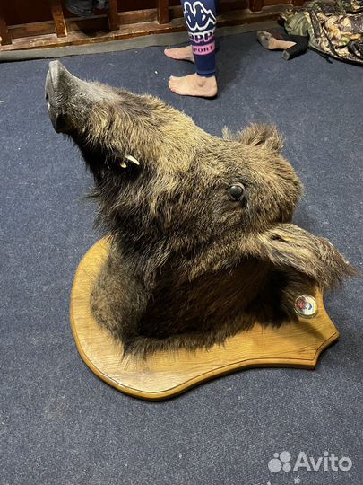 Чучело головы кабана