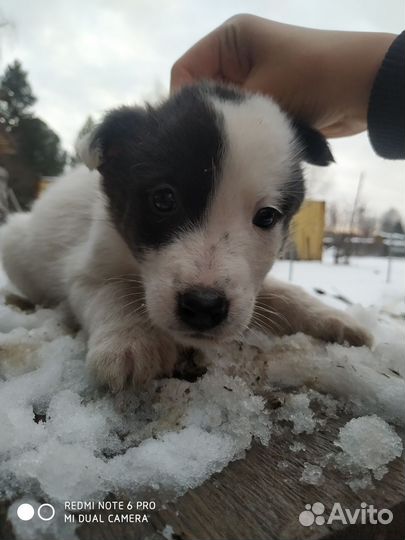 Собака в добрые руки щенок