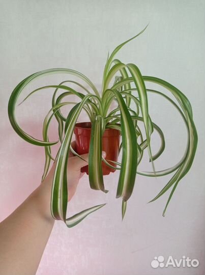 Хлорофитум кудрявый