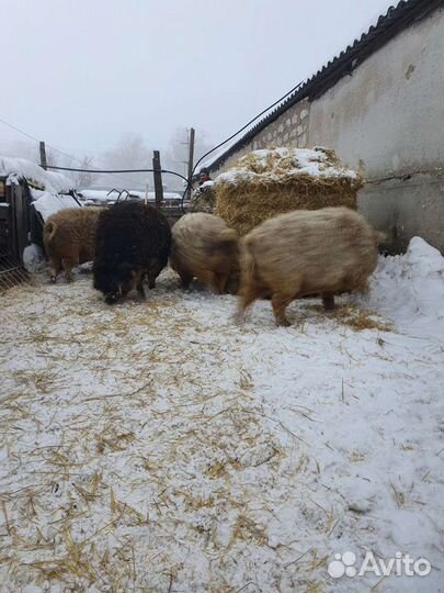 Мангалица племенные свинки и хряки
