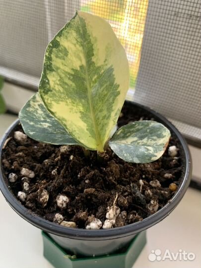 Замиокулькас вариегатный