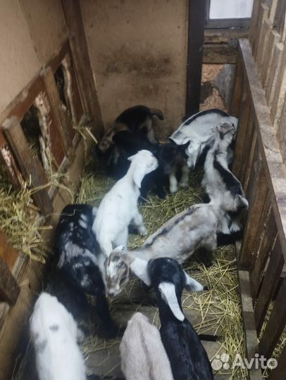 Нубийские козлики зааненские