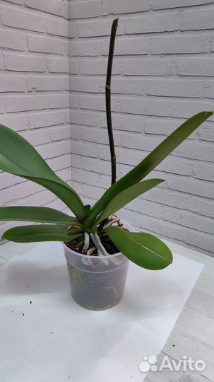 Орхидеи отцветашки цвет сюрприз