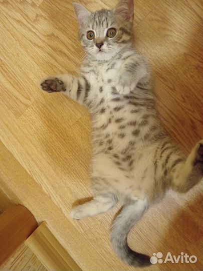 Шотландская