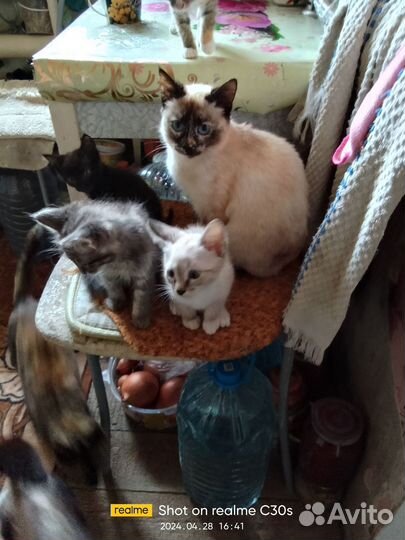 Кошка в добрые руки