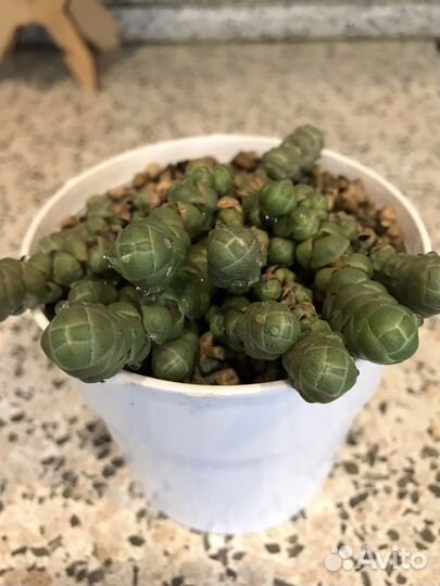 Кактусы и суккуленты