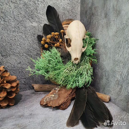 Панно с черепом куницы