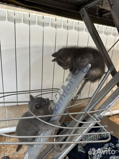 Отдам котенка в добрые руки