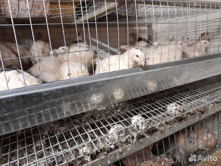 Перепелята и инкубационное,пищевое яйцо