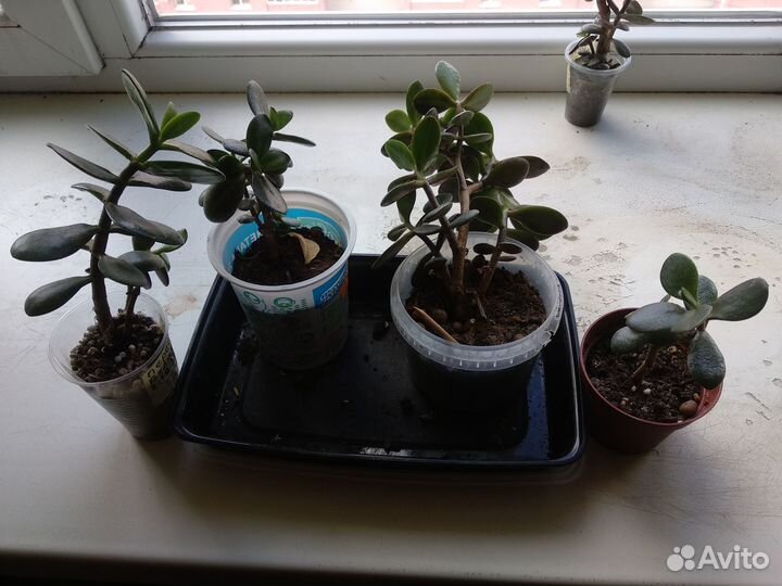 Толстянка (денежное дерево)