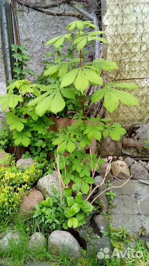 Саженцы каштана конского