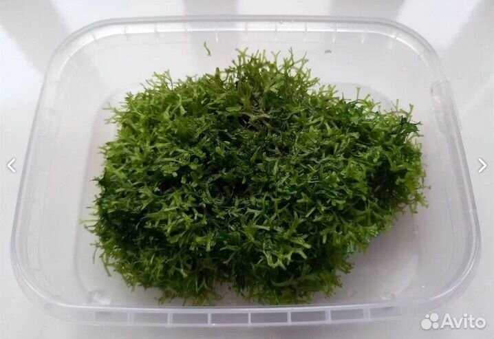 Живые растения для аквариума