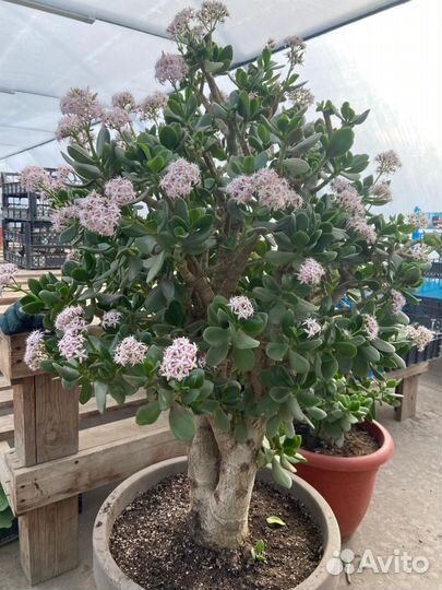 Денежное дерево,толстянка,крассула