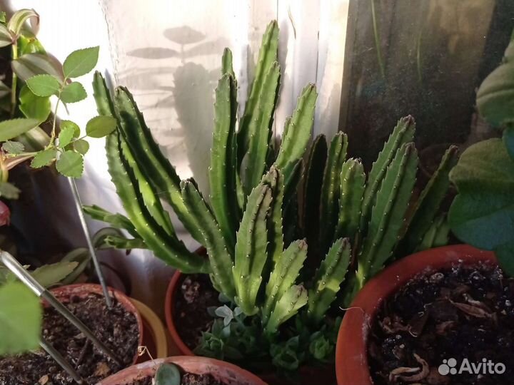 Оксалис, гипоэстес, традесканции, дерево любви