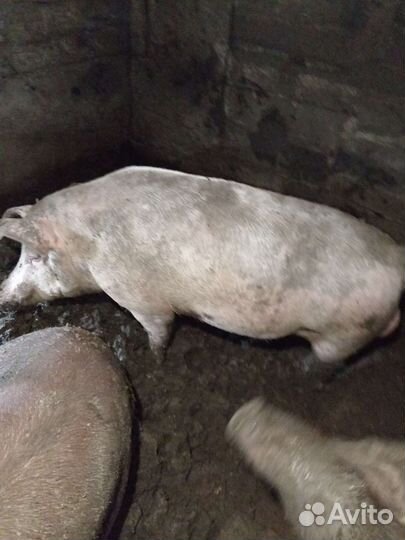 Продам хряка