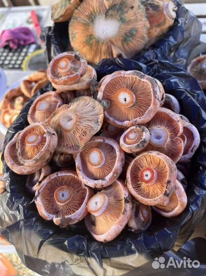 Рыжики грибы