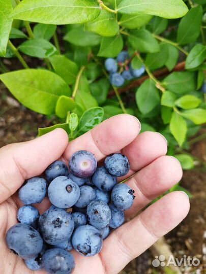 Саженцы голубики 2-х летки,ханна чойс, нортленд