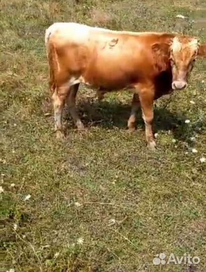 Корова с бычком бычок отдельно не продаётся