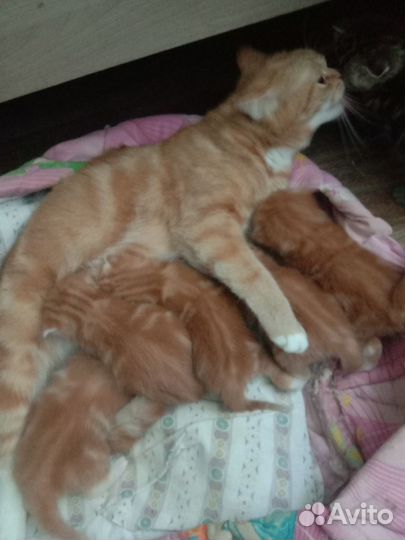 Шотландские котята