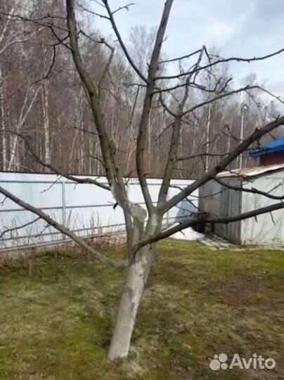 Обрезка плодовых деревьев, туй, можжевельников