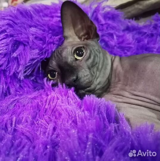 Канадский сфинкс эльф котенок