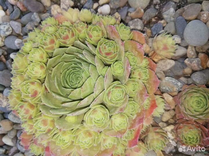 Sempervivum, каменная роза, молодило