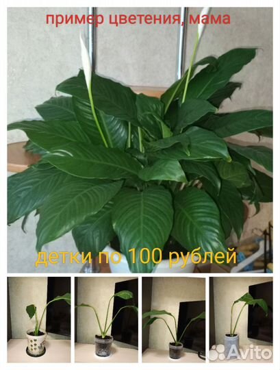 Спатифиллум