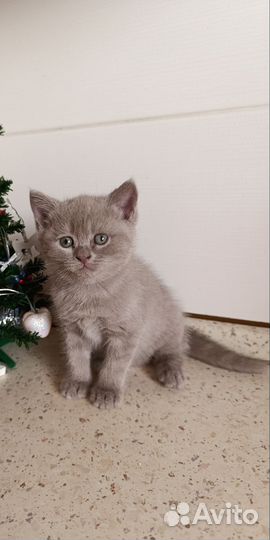 Шотландская