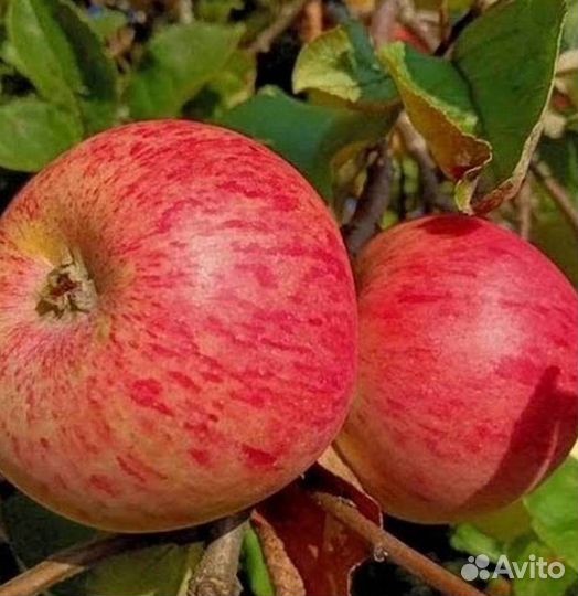 Саженцы яблони Штрейфлинг