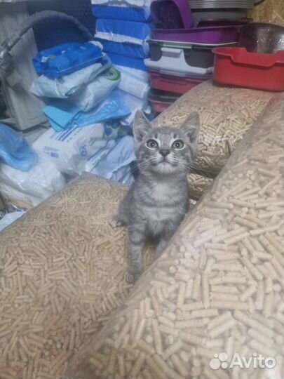Котенок в дар
