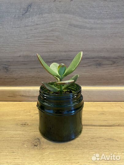 Толстянка Денежное дерево